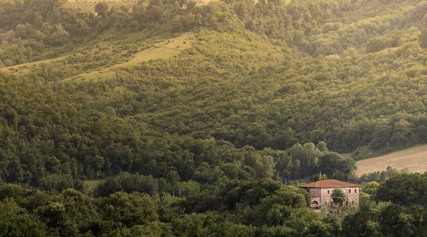 Vegetazione delle colline Umbre vicino ad Orvieto
